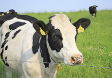 農家などを中心に、牛・豚・山羊・羊の往診を実施（完全予約制）