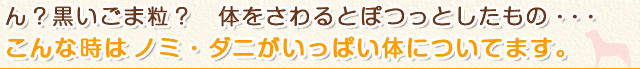 ん？黒いごま粒？体をさわるとぽつっとしたもの・・・こんな時はノミ・ダニがいっぱい体についてます。