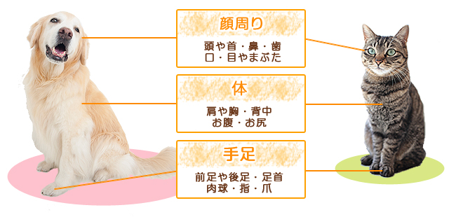 ペットの状態チェック